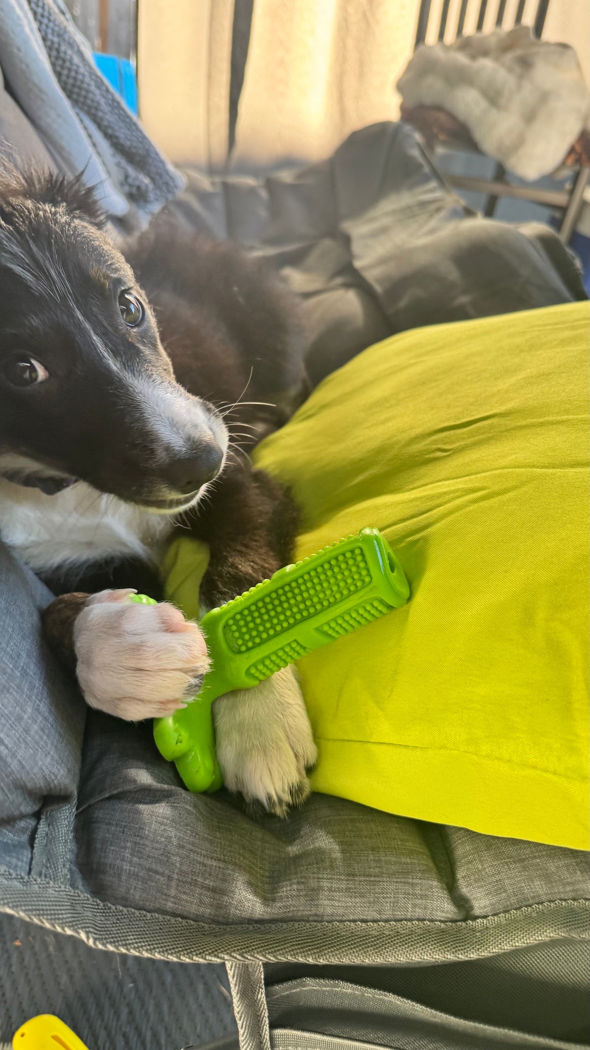 Puppy Training