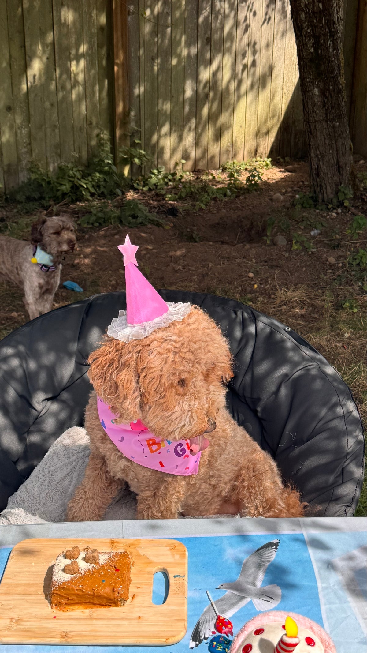 Pawty Starter 🎁