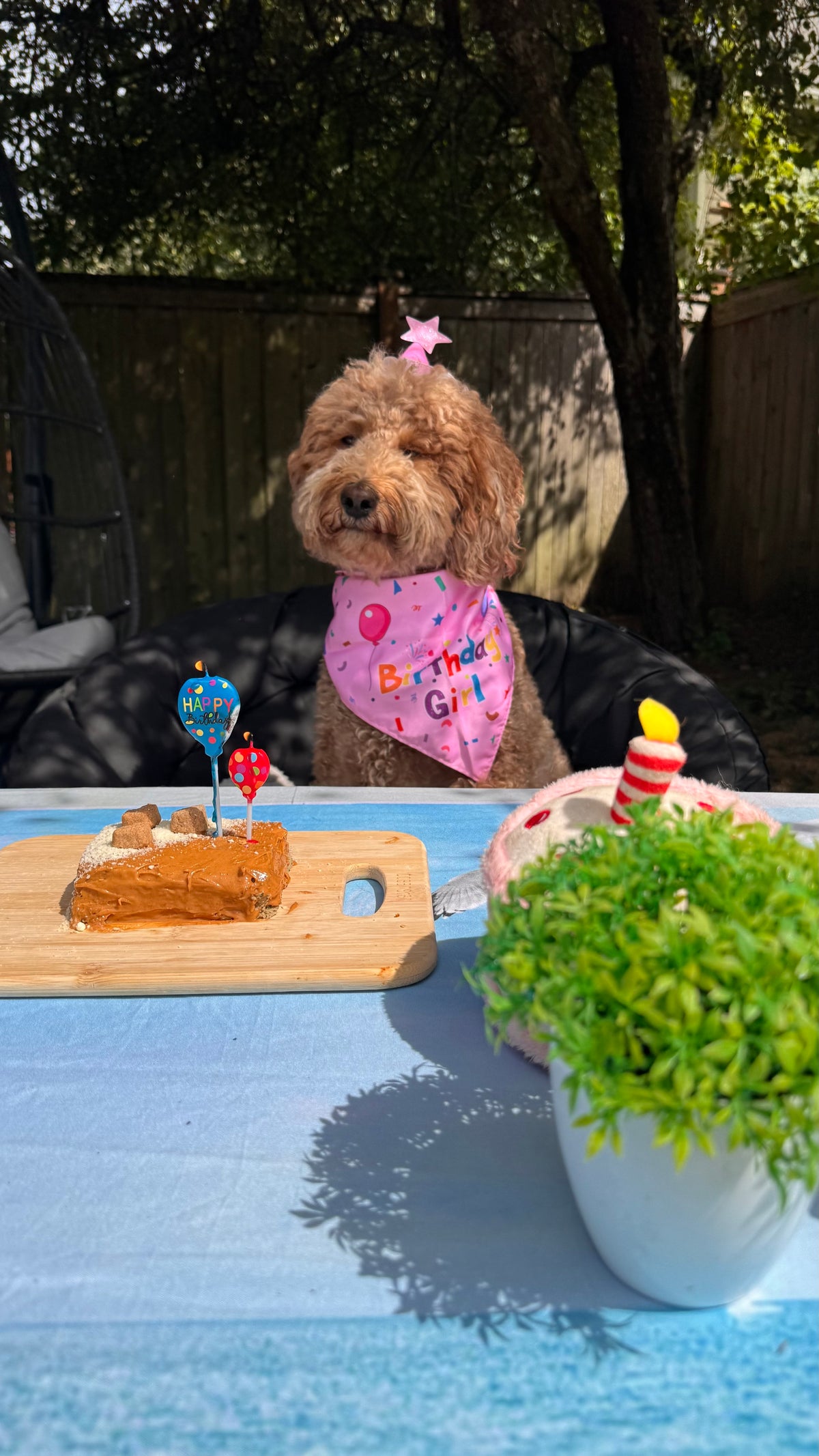 Pawty Starter 🎁