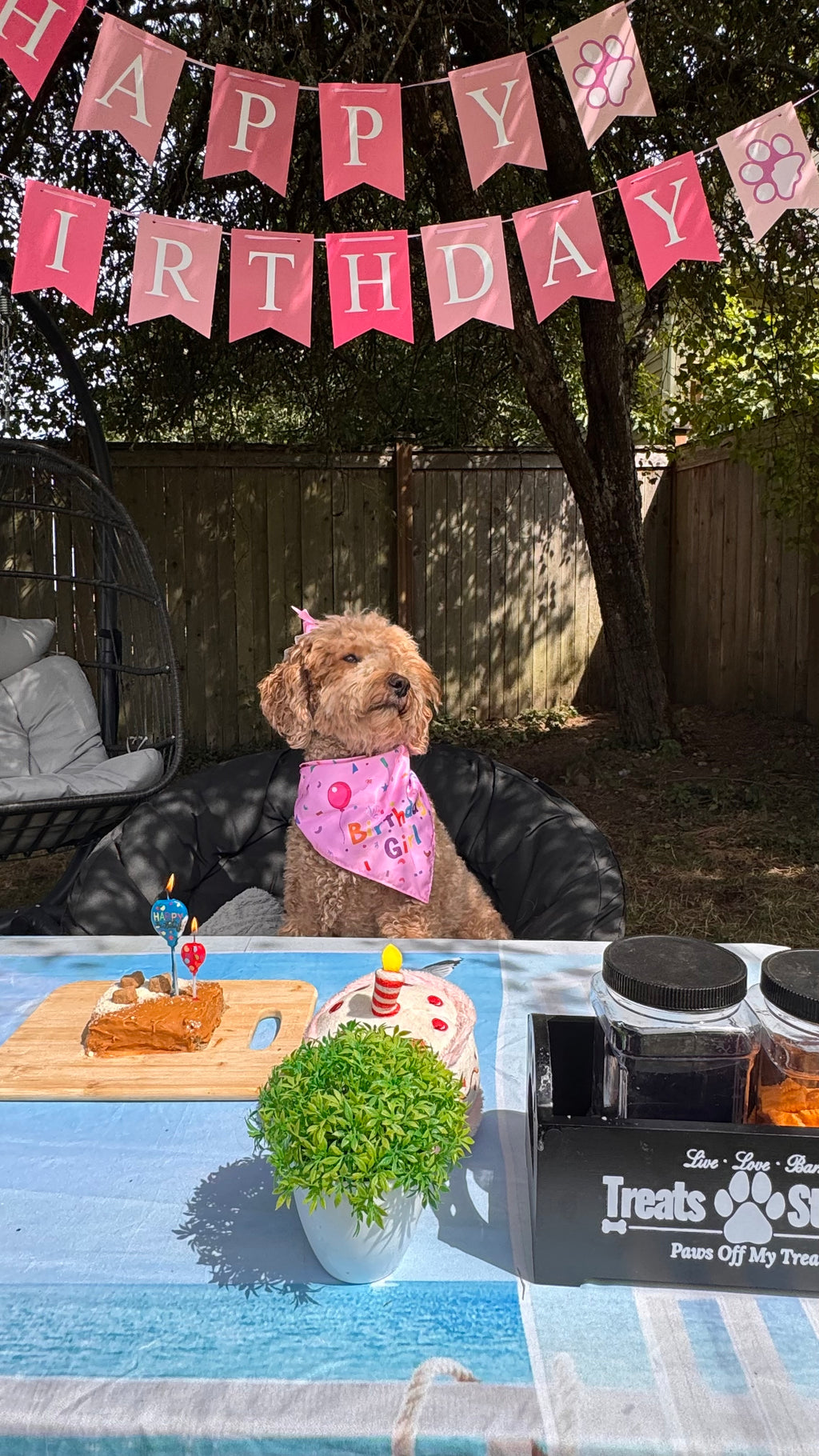 Pawty Starter 🎁