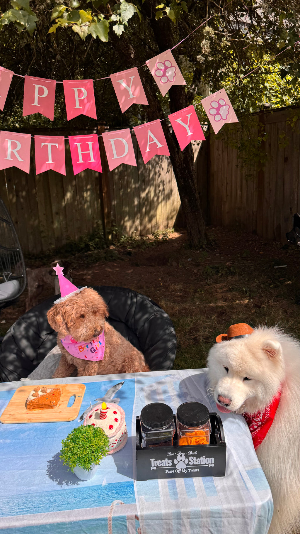 Pawty Starter 🎁