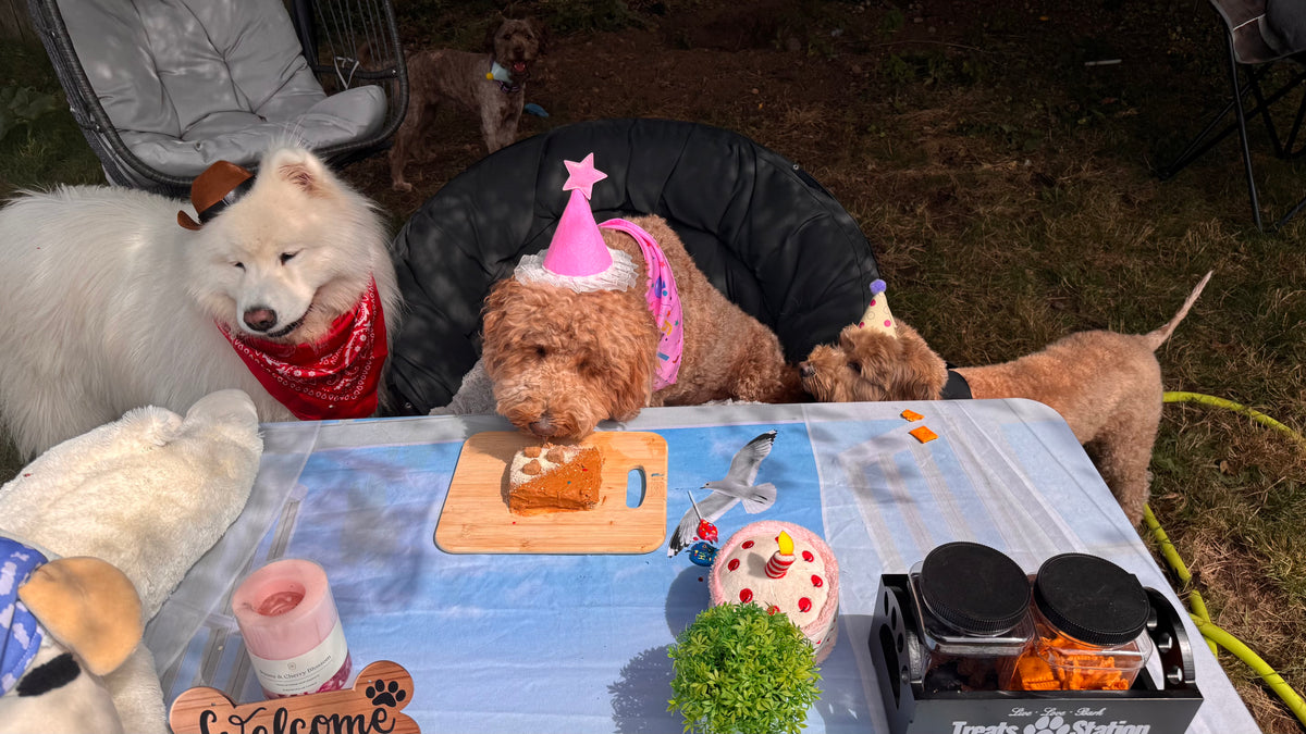 Pawty Starter 🎁