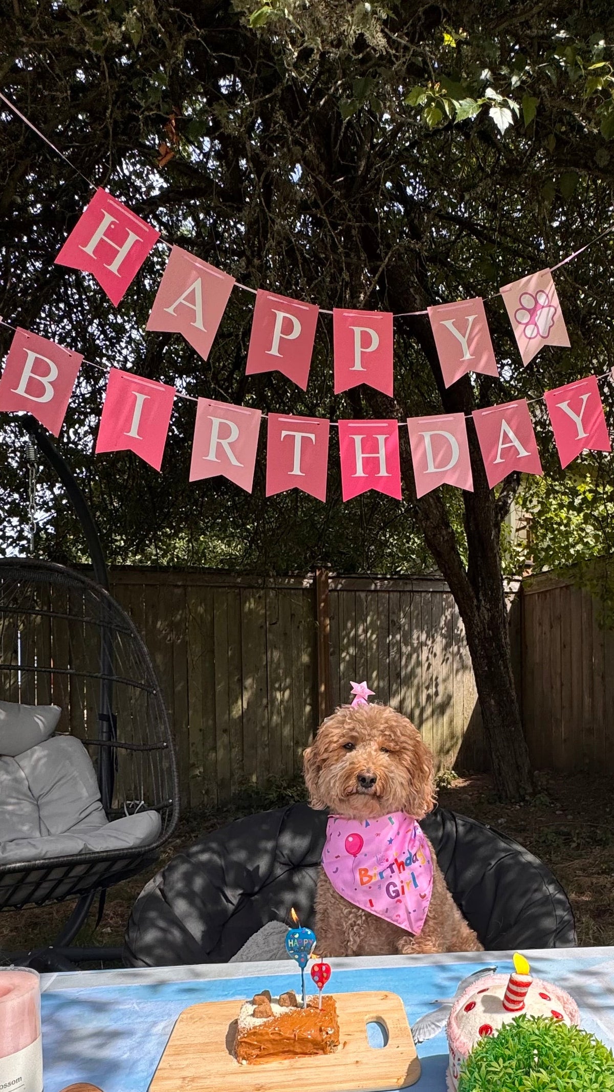 Pawty Starter 🎁